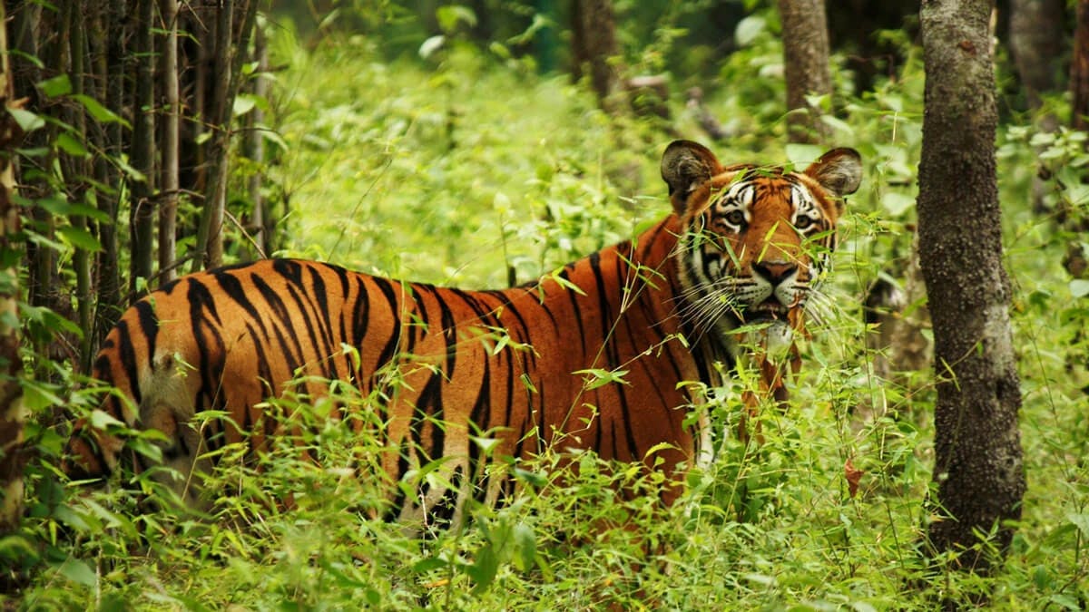 Chitwan National Park Jungle Safari