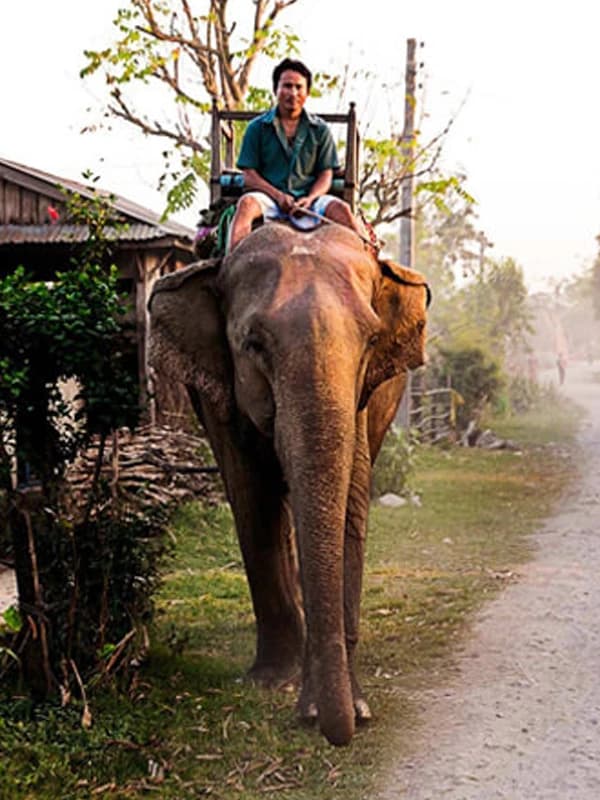 Jungle Safari