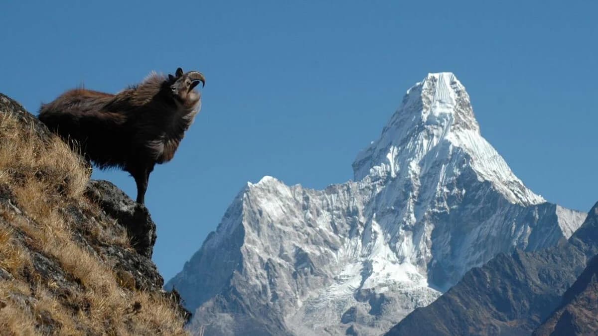 Ama Dablam Expedition