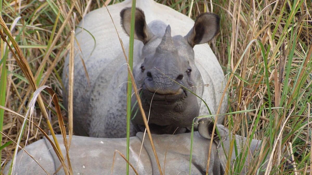 Bardia National Park Jungle Safari