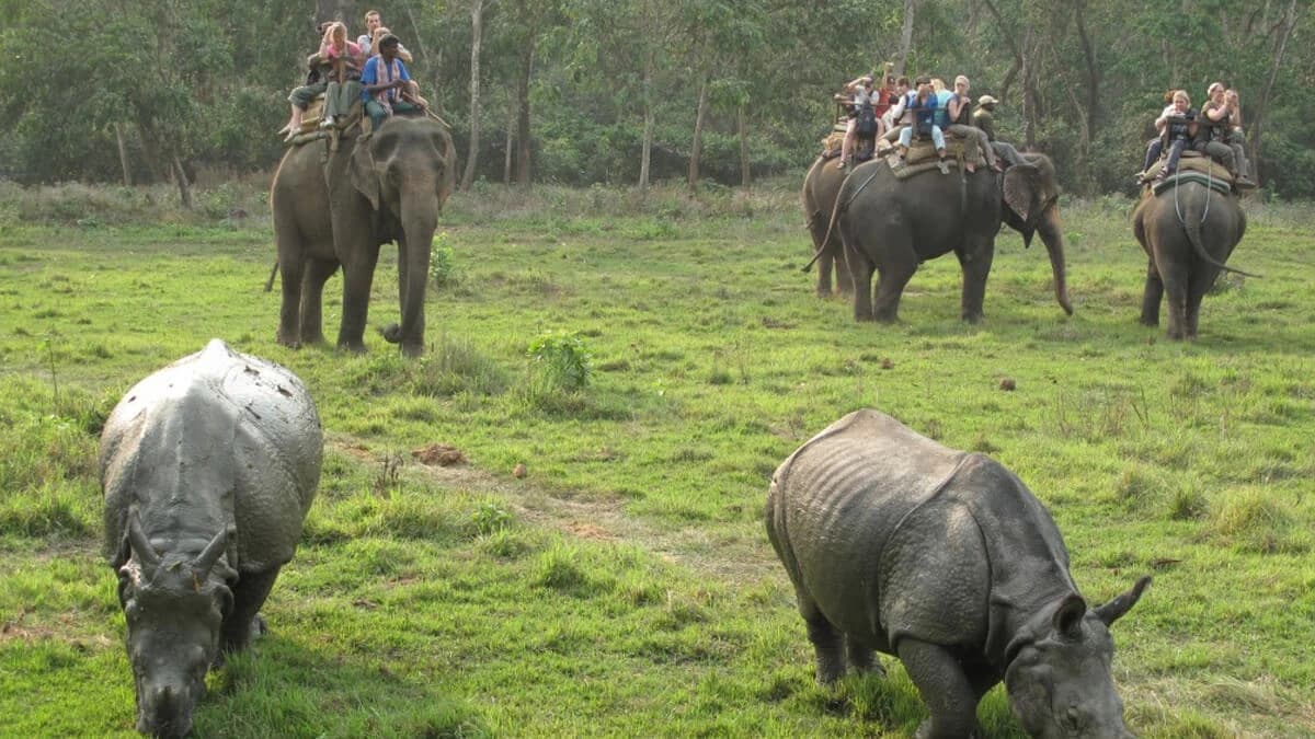Chitwan National Park Jungle Safari
