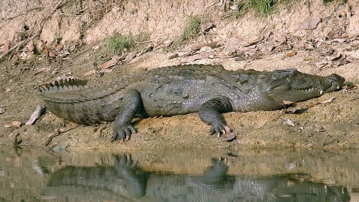 Chitwan National Park Jungle Safari
