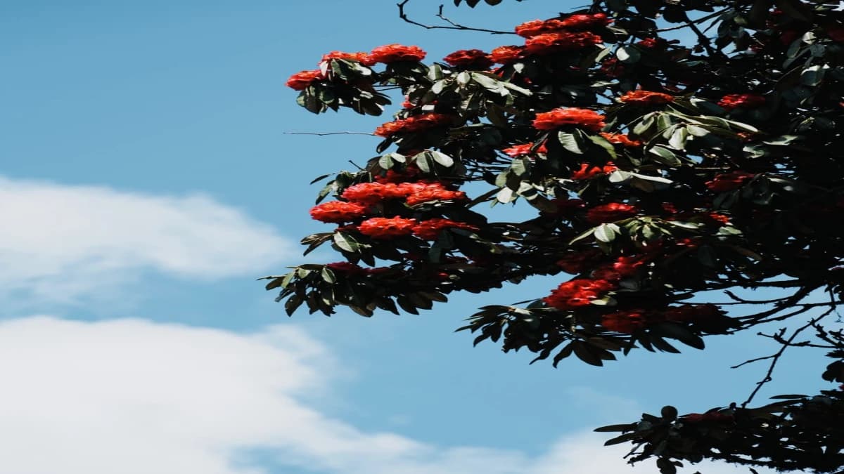 Poon Hill Gorepani Trek