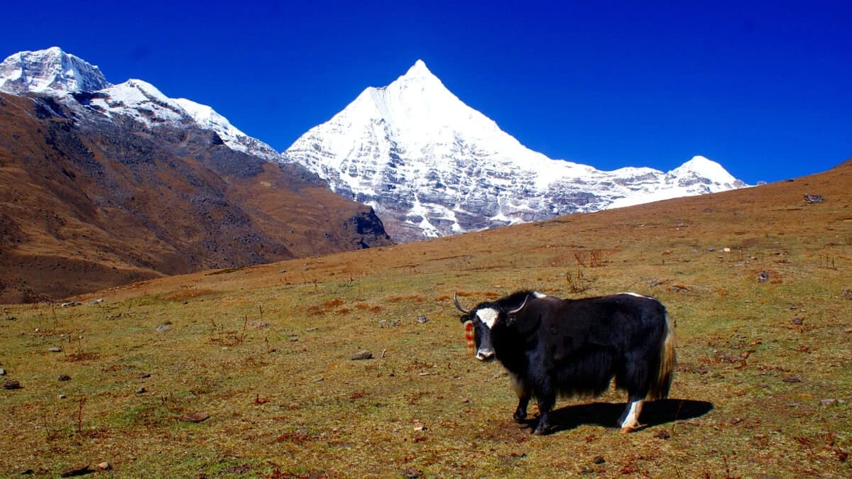 Jumolhari base camp Trek