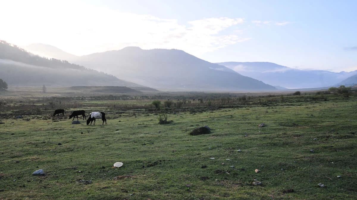 Jumolhari base camp Trek
