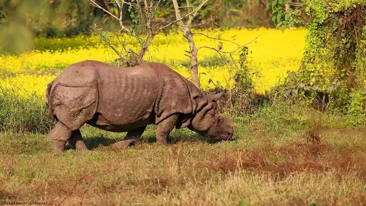 Rhinoceros eating grass in Chitwan National Park, Nepal
