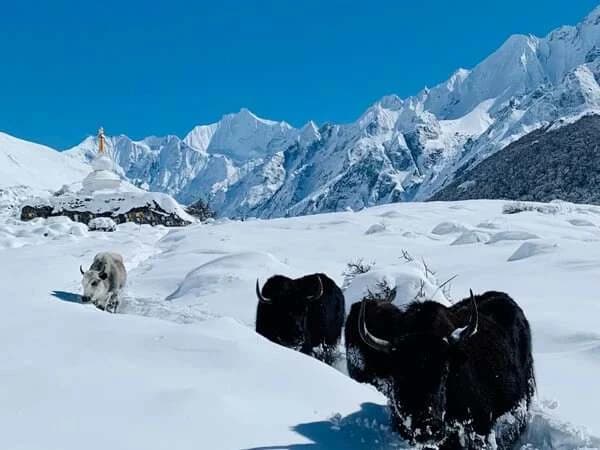 Yala Peak Climbing Snowy Trail and Yaks